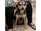 Adopt Kika a Mixed Breed