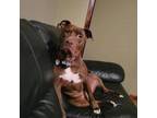 Adopt Korrah a Pit Bull Terrier