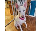 Adopt Snow White aka Snowy a Husky