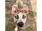 Adopt ASPEN a Australian Cattle Dog / Blue Heeler, Catahoula Leopard Dog