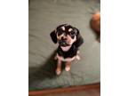 Adopt Brienne of Tarth a Miniature Pinscher