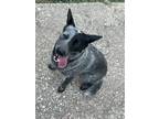 Adopt Tallulah a Australian Cattle Dog / Blue Heeler