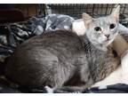Adopt Jello a American Shorthair