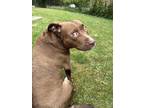 Adopt Coco a Pit Bull Terrier, Labrador Retriever