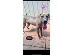 Adopt YORI a Labrador Retriever