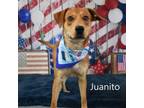 Adopt Juanito a Labrador Retriever