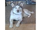 Adopt Steve (Courtesy Listing) a Siberian Husky