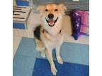 Adopt Trooper a Collie, Shepherd