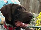 Adopt Bruce a German Shorthaired Pointer