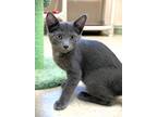 Adopt Kitten Pupusa a Domestic Short Hair