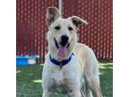 Adopt Twix a Yellow Labrador Retriever, Shepherd