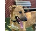 Adopt Charlie Chew a Yellow Labrador Retriever, Shepherd