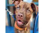 Adopt Mikey a Pit Bull Terrier
