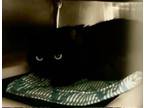 Adopt Tyrekes a Domestic Short Hair