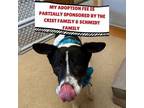 Adopt Blue a Australian Cattle Dog / Blue Heeler, Mixed Breed