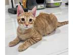 Adopt Velaris a Domestic Short Hair, Tabby