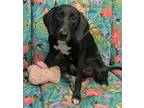 Adopt Conley a Labrador Retriever