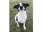 Adopt Scooby a Jack Russell Terrier