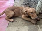 Adopt Lobo a Labrador Retriever, Golden Retriever