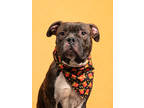 Adopt Fireman a Boxer, Mixed Breed