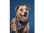 Adopt CATERPILLAR a Beagle, Mixed Breed