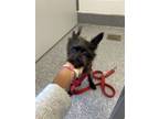 Adopt Cricket - ADOPTED a Parson Russell Terrier, Mixed Breed