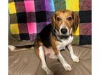 Adopt Boop a Beagle