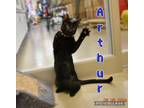 Adopt Arthur a Domestic Short Hair