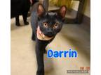 Adopt Darrin a Domestic Short Hair