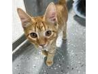 Adopt Bellinger a Domestic Short Hair