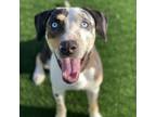 Adopt Ryno a Catahoula Leopard Dog, Mixed Breed