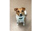 Adopt Cooper a Jack Russell Terrier