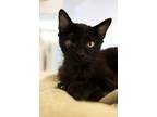 Adopt Popeye a Domestic Short Hair