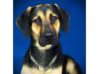 Adopt Reno a German Shepherd Dog, Hound