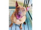 Adopt Rubix a Pit Bull Terrier, American Staffordshire Terrier
