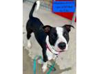 Adopt Independence a Pit Bull Terrier, Hound