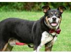 Adopt Rolando a Australian Cattle Dog / Blue Heeler