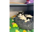 Adopt Wolfie a Domestic Short Hair