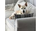 Adopt Snowball a Labrador Retriever, Shepherd