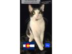 Adopt Sky a Domestic Short Hair