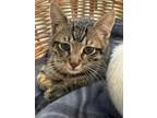 Adopt Dean a Domestic Short Hair