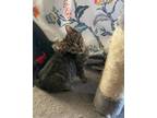 Adopt Davey a Domestic Short Hair