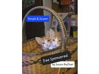 Adopt Jasper a Domestic Short Hair
