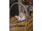 Adopt Gorgie a Domestic Short Hair