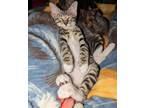 Adopt Nutty Buddy a Domestic Short Hair