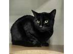 Adopt Forrest a Domestic Short Hair
