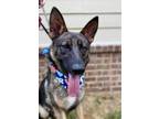Adopt Spencer a German Shepherd Dog