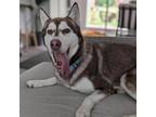 Adopt Striker a Siberian Husky