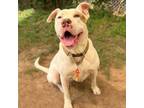 Adopt Scotty a Pit Bull Terrier