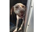 Adopt Hunter a Pointer, Dalmatian
